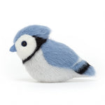 I am Birdling Blue Jay