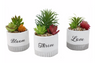 Succulent Pot Arrangment