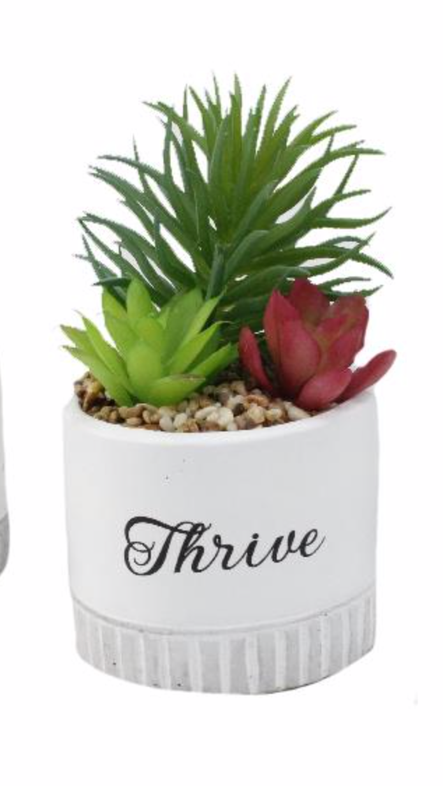 Succulent Pot Arrangment