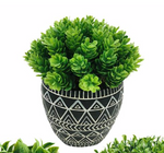 BW Graphic Planter with Plant